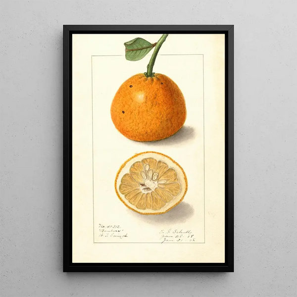Citrus sinensis Bonboro - Ellen Isham Schutt — quadro incorniciato alla parete