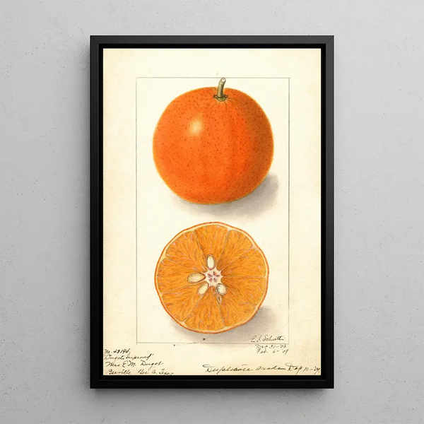 Citrus sinensis Dugats Improved - Ellen Isham Schutt — quadro incorniciato alla parete