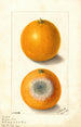Citrus sinensis Indian River - Ellen Isham Schutt — vista dell’opera