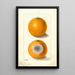 Citrus sinensis Indian River - Ellen Isham Schutt — quadro incorniciato alla parete