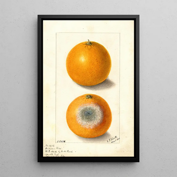 Citrus sinensis Indian River - Ellen Isham Schutt — quadro incorniciato alla parete
