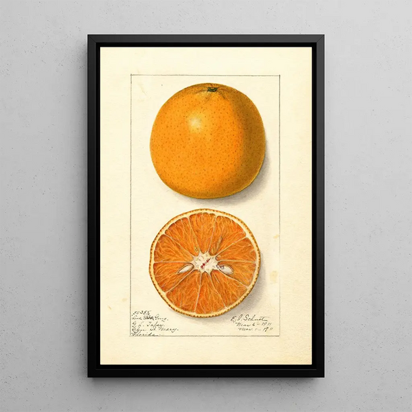 Citrus sinensis Lue Gim Gong - Ellen Isham Schutt — quadro incorniciato alla parete