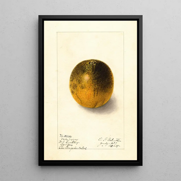 Citrus sinensis Valencia - Ellen Isham Schutt — quadro incorniciato alla parete