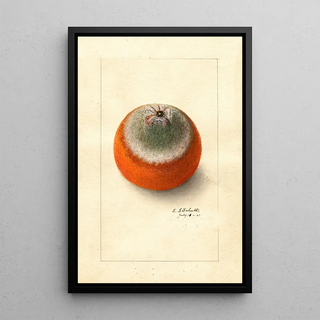 Ellen Isham Schutt - Citrus sinensis Valencia late.webp