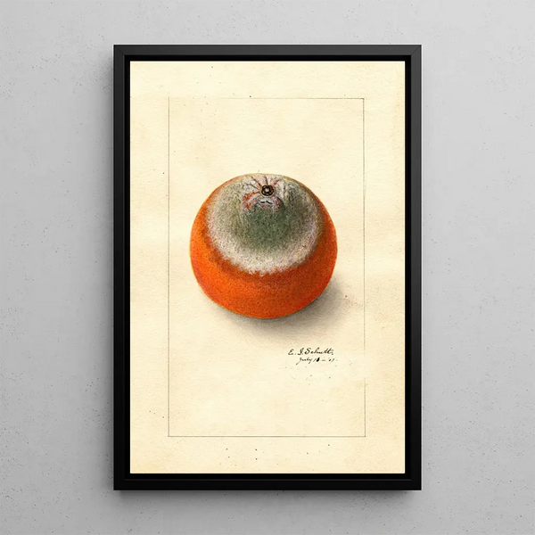 Citrus sinensis Valencia tardive - Ellen Isham Schutt — quadro incorniciato alla parete