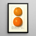 Citrus sinensis Washington Navel - Ellen Isham Schutt — quadro incorniciato alla parete