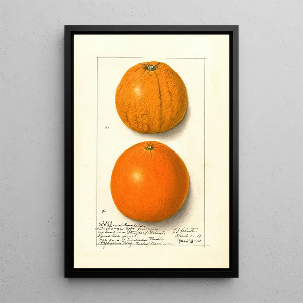 Citrus sinensis Washington Navel - Ellen Isham Schutt — quadro incorniciato alla parete