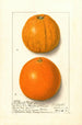 Citrus sinensis Washington Navel - Ellen Isham Schutt — vista dell’opera