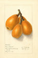 Eriobotrya japonica Commercial - Ellen Isham Schutt — vista dell’opera