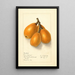 Eriobotrya japonica Commercial - Ellen Isham Schutt — quadro incorniciato alla parete