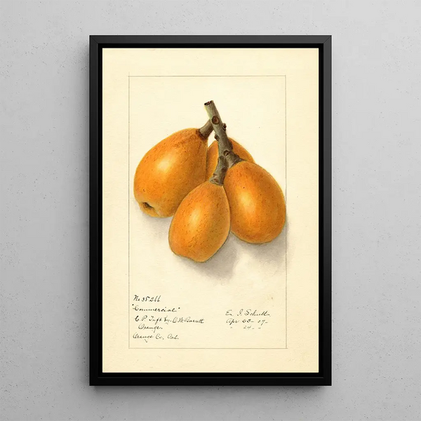 Eriobotrya japonica Commercial - Ellen Isham Schutt — quadro incorniciato alla parete