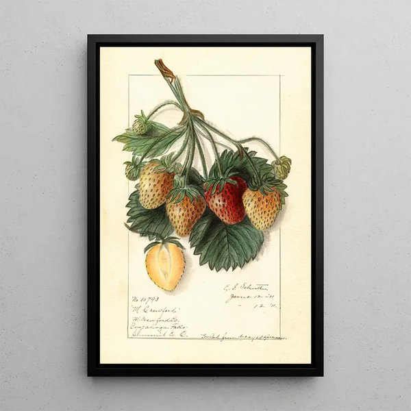 Fragaria M - Ellen Isham Schutt — quadro incorniciato alla parete
