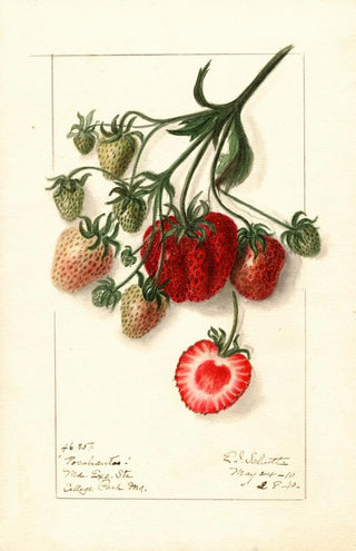 Ellen Isham Schutt - Fragaria Pocahontas.webp
