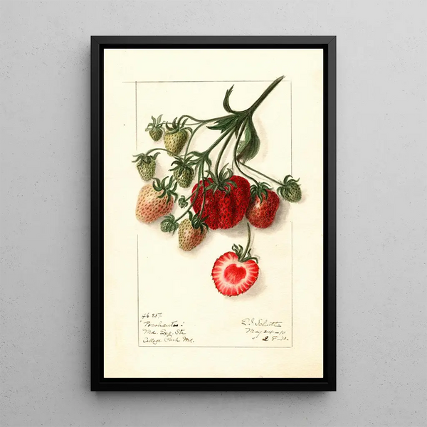 Fragaria Pocahontas - Ellen Isham Schutt — quadro incorniciato alla parete