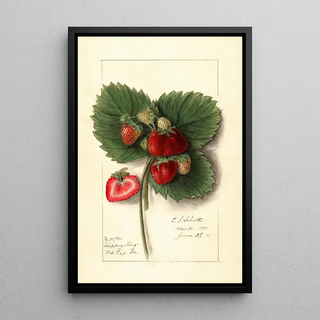 Ellen Isham Schutt - Fragaria Shipping King.webp