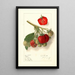 Fragaria Velvet - Ellen Isham Schutt — quadro incorniciato alla parete