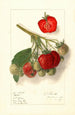 Fragaria Velvet - Ellen Isham Schutt — vista dell’opera