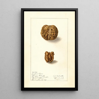 Ellen Isham Schutt - Juglans regia.webp