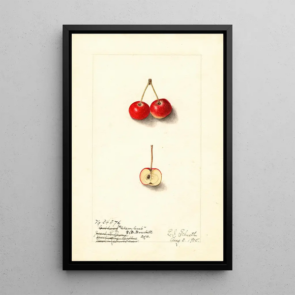 Malus Cherry Crab - Ellen Isham Schutt — quadro incorniciato alla parete