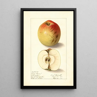 Ellen Isham Schutt - Malus domestica Lady Bryan.webp