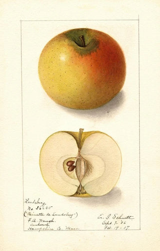 Ellen Isham Schutt - Malus domestica Landsberg.webp