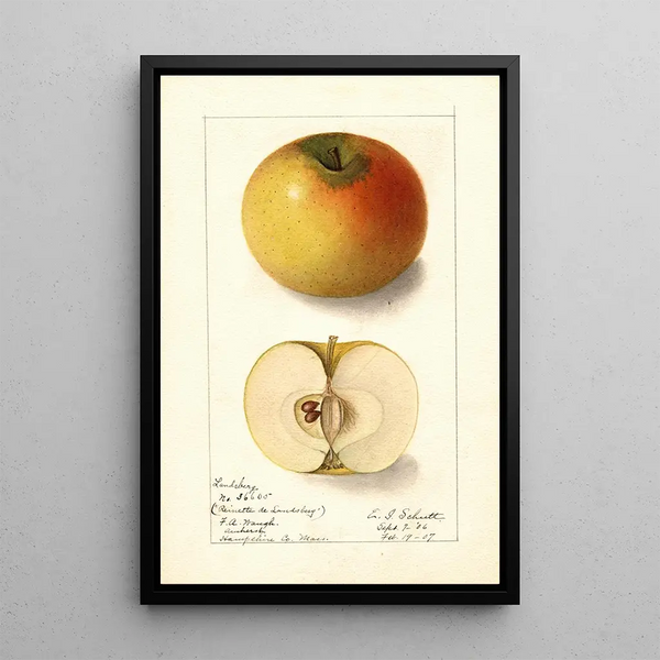 Malus domestica Landsberg - Ellen Isham Schutt — quadro incorniciato alla parete