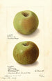 Malus domestica Rhode Island Greening - Ellen Isham Schutt — vista dell’opera