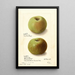 Malus domestica Rhode Island Greening - Ellen Isham Schutt — quadro incorniciato alla parete