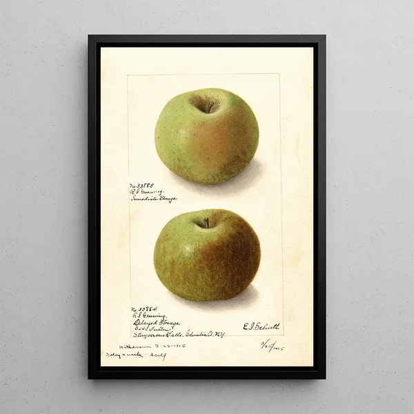 Malus domestica Rhode Island Greening - Ellen Isham Schutt — quadro incorniciato alla parete