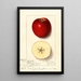Malus domestica Spitz Esopus - Ellen Isham Schutt — quadro incorniciato alla parete