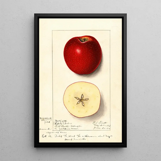 Ellen Isham Schutt - Malus domestica Spitz Esopus.webp
