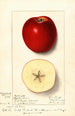 Malus domestica Spitz Esopus - Ellen Isham Schutt — vista dell’opera