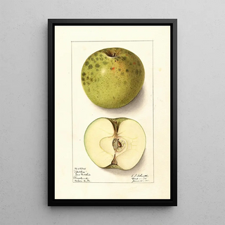 Ellen Isham Schutt - Malus domestica Spotless.webp