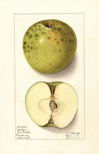 Ellen Isham Schutt - Malus domestica Spotless.webp