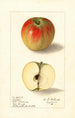 Malus domestica Texala - Ellen Isham Schutt — vista dell’opera
