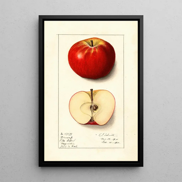 Malus domestica Winesap - Ellen Isham Schutt — quadro incorniciato alla parete