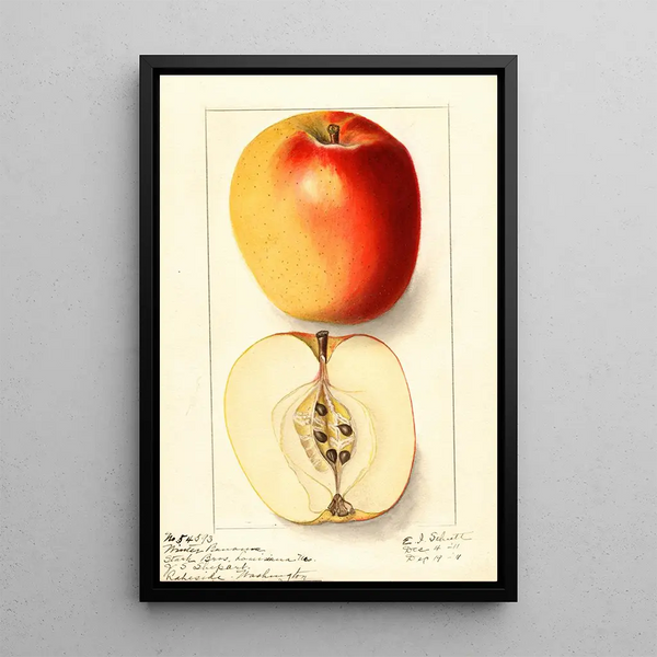 Malus domestica Winter Banana - Ellen Isham Schutt — quadro incorniciato alla parete
