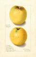 Malus domestica Yellow Bellflower - Ellen Isham Schutt — vista dell’opera