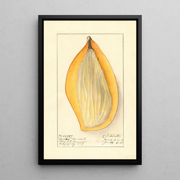 Mangifera indica Ameeri - Ellen Isham Schutt — quadro incorniciato alla parete
