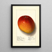 Mangifera indica Haden - Ellen Isham Schutt — quadro incorniciato alla parete