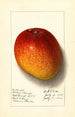 Mangifera indica Haden - Ellen Isham Schutt — vista dell’opera