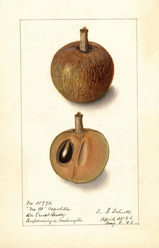 Ellen Isham Schutt - Manilkara zapota No.webp