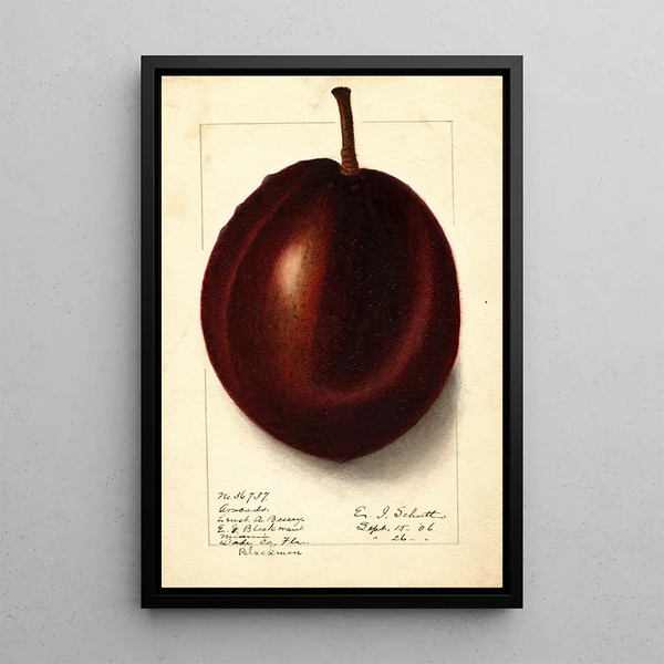Persea Blackman - Ellen Isham Schutt — quadro incorniciato alla parete
