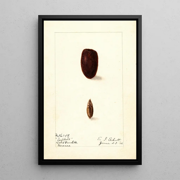 Phoenix dactylifera Tafilalt - Ellen Isham Schutt — quadro incorniciato alla parete