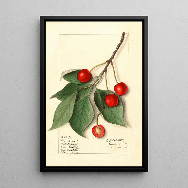 Prunus avium Govenor Wood - Ellen Isham Schutt — quadro incorniciato alla parete