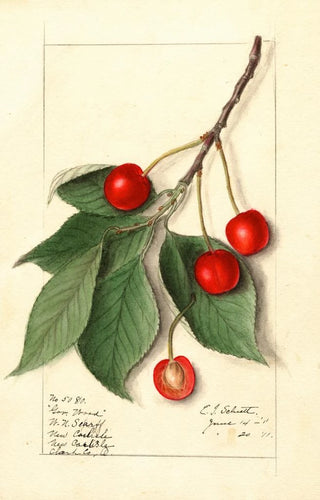 Ellen Isham Schutt - Prunus avium Govenor Wood.webp