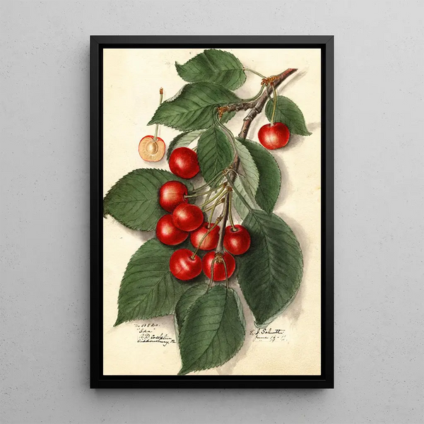 Prunus avium Ida - Ellen Isham Schutt — quadro incorniciato alla parete