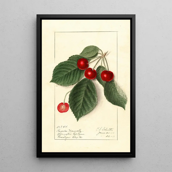 Prunus avium Royal Novelle - Ellen Isham Schutt — quadro incorniciato alla parete