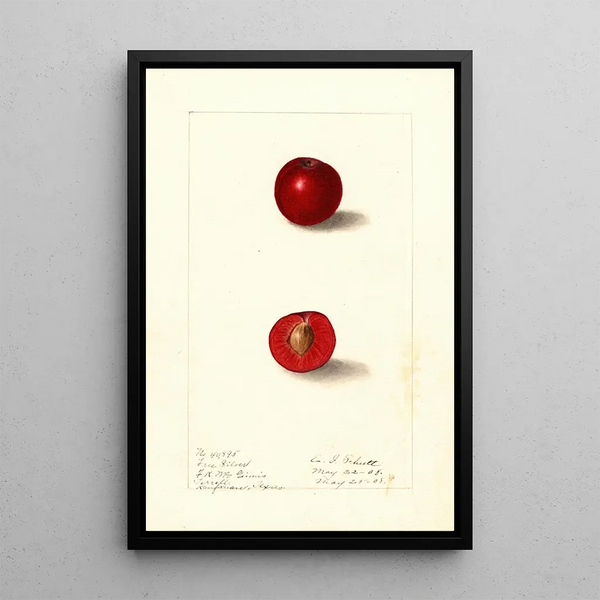 Prunus domestica Free Silver - Ellen Isham Schutt — quadro incorniciato alla parete
