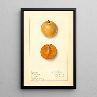 Ellen Isham Schutt - Prunus domestica Ragland.webp